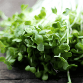 Living Microgreens, Broccoli